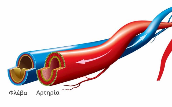 Φλέβα και Αρτηρία - Αγγειοχειρουργός